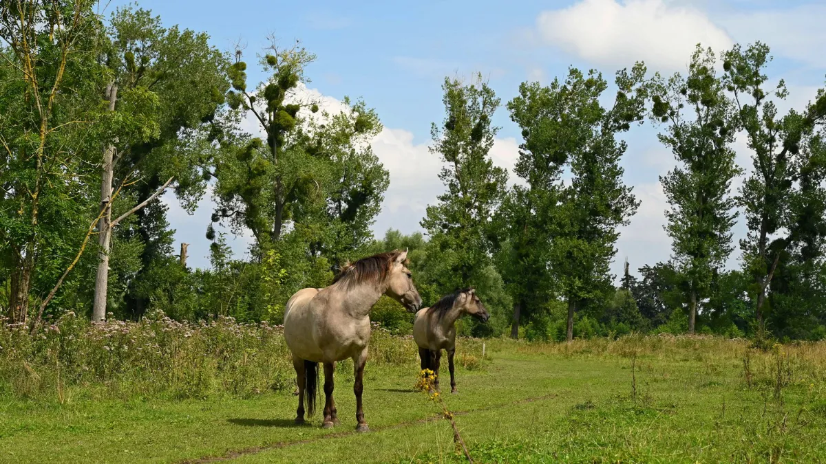 limburgs landschap geuldal ingendeal hli 0015