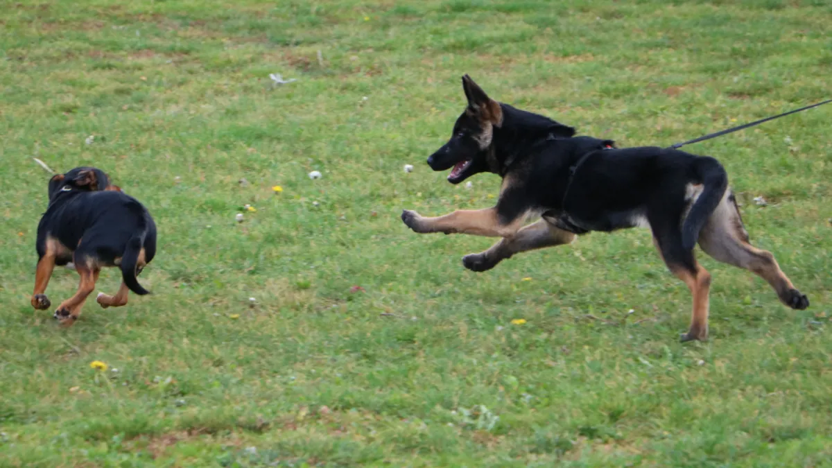 loslopende en aangelijnde hond