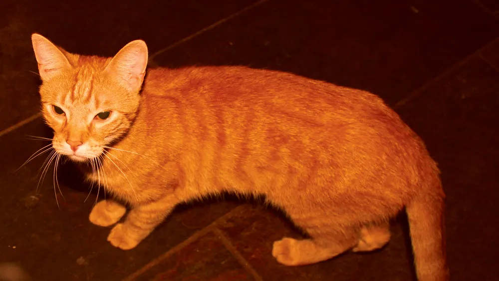 lxn5pvwucby733klycc6fgjmj poes rode kater oranje kater