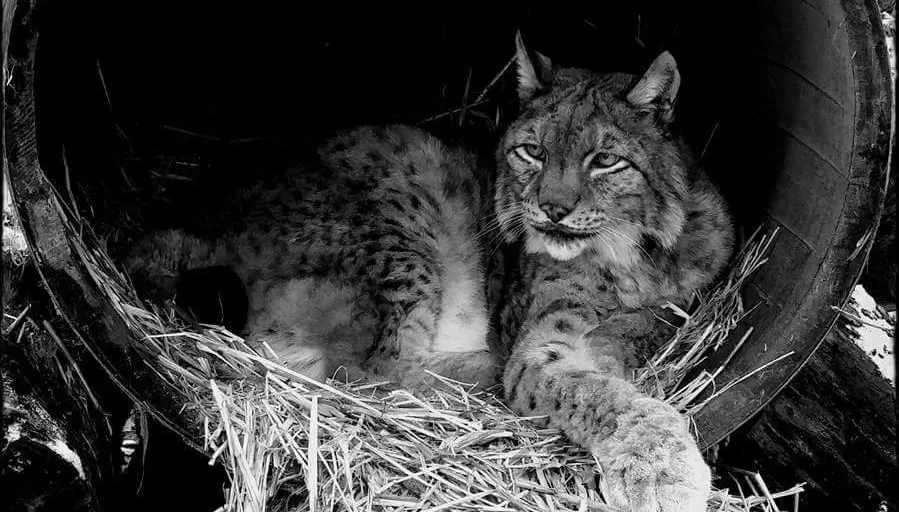 lynx jean kasteelpark born
