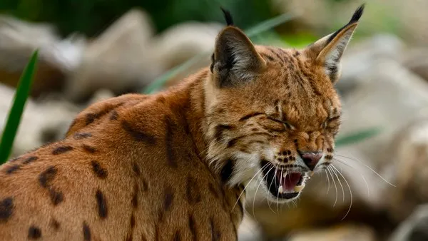 lynx kasteelpark born