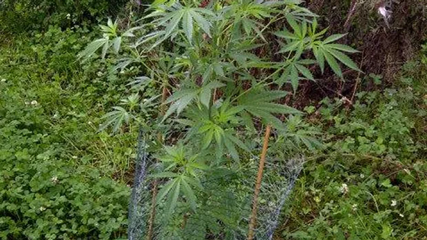 lys1mseqmub1m0ln4n3k2gukf hennepplant in het veld