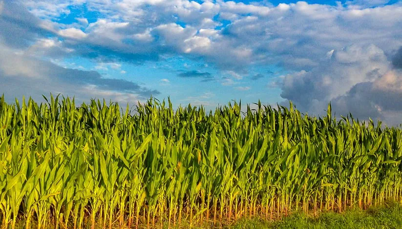maisveld guttecoven ivo goessens 13 juli 2016 uitsnede