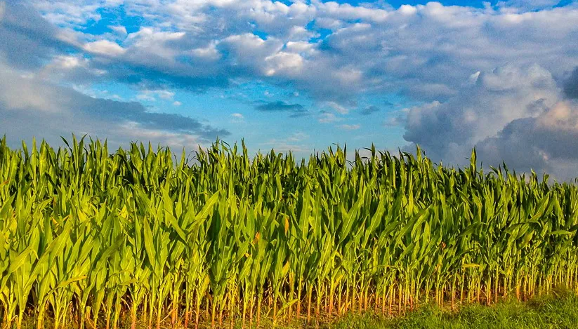maisveld guttecoven ivo goessens 13 juli 2016 uitsnede