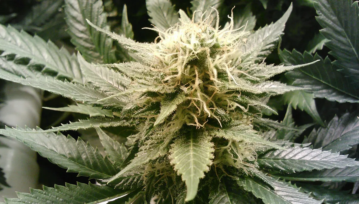 marijuana 269857 1920 cc 72 41