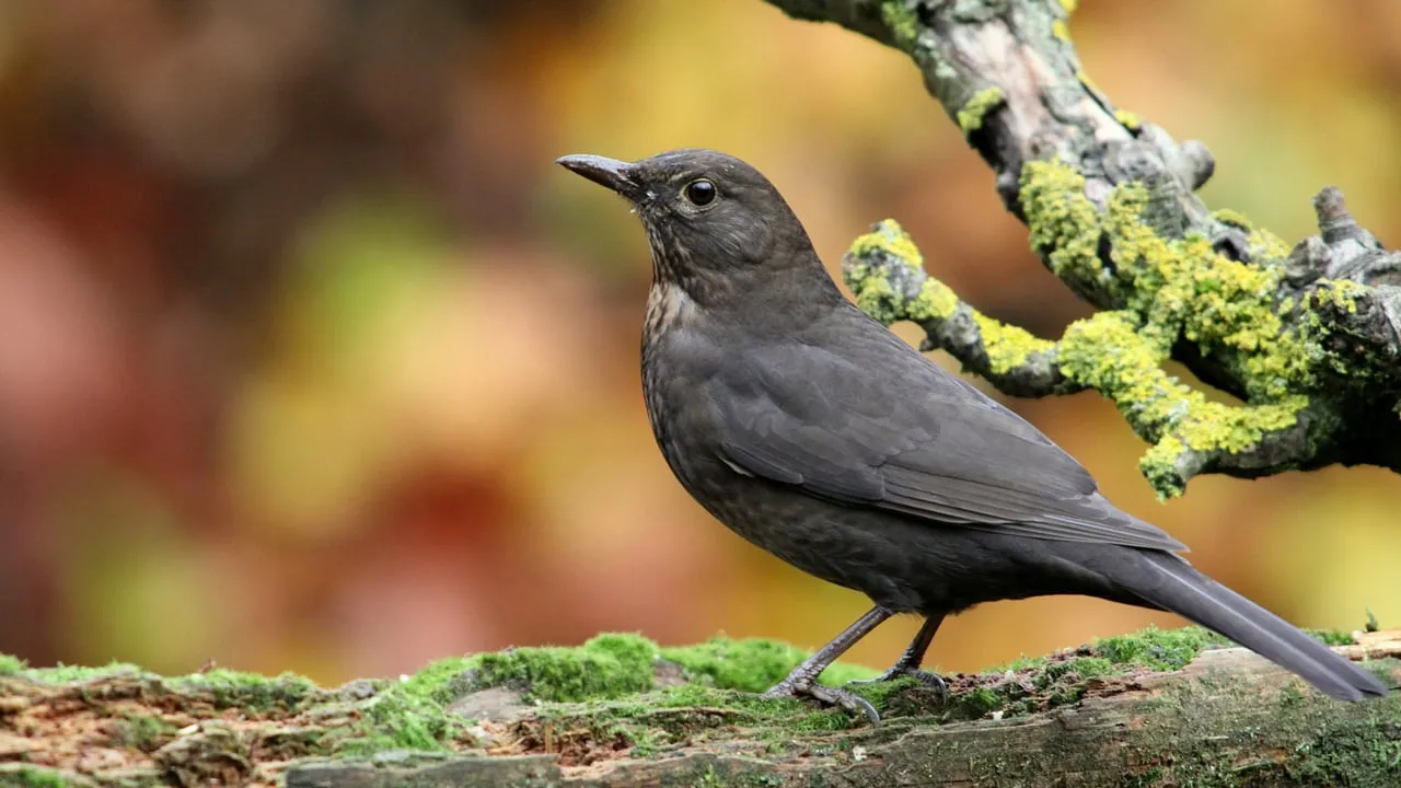 merel blackbird 205355 1920