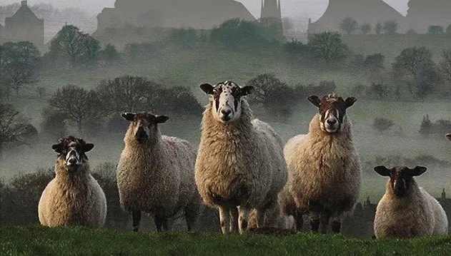 met de meiden onder de wol 1