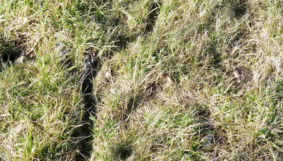 mouse path 100448 1920 muizen grasland plaag