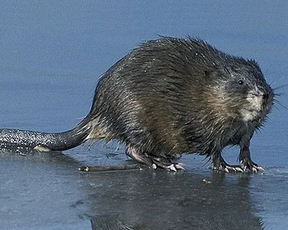 mvg3j9y2jae22px0mh8edusf2 220855