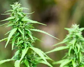 n9lq6bg3f0hkokszodjr00dvf 76532