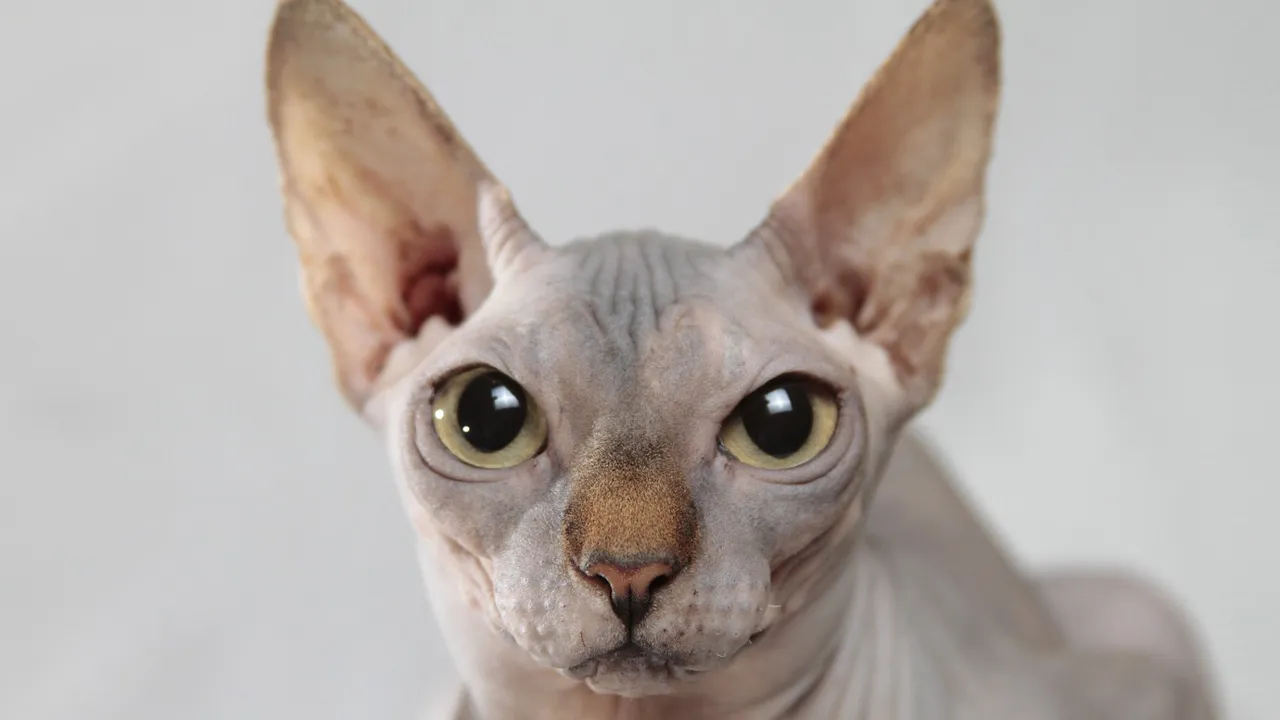 naaktkat cc0 pixabay