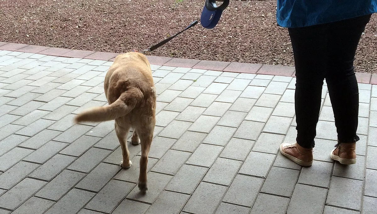 nala hondebelasting controle sbgw