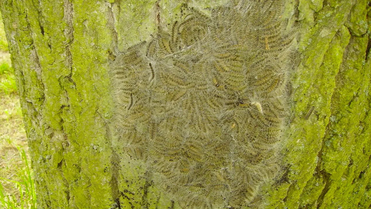 nest met eikenprocessierupsen falko seyffarth quotfwhsquot cc by sa http creativecommonsorglicensesby sa30