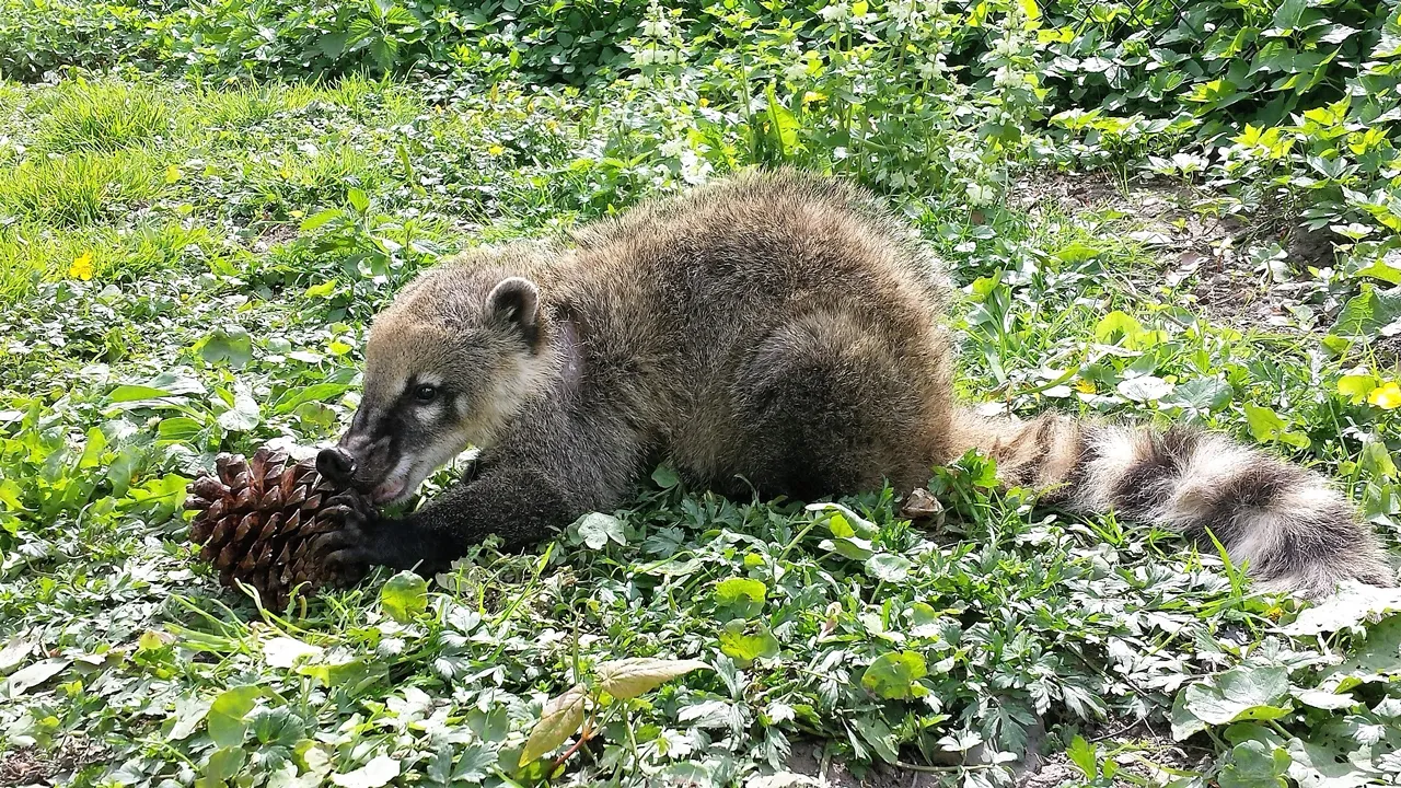 neusbeer met denapppel 2016