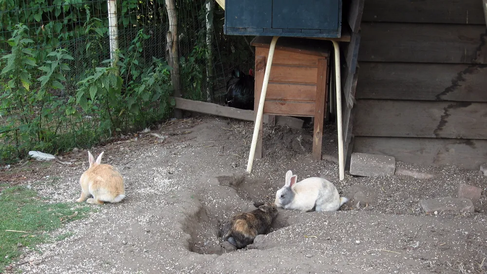 nn2oylzy9t8nrtbk1xkfc7yr2 tamme konijnen