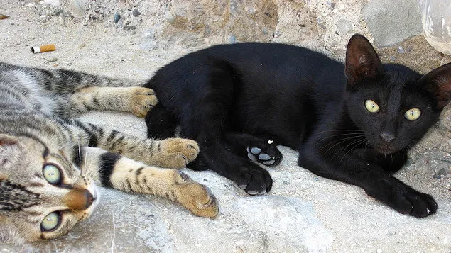 nwfmvyyii84bcgimt77b8sixq zwerfkatten