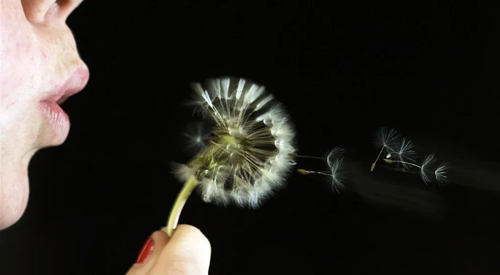 nxg36c5wry3sm868mzj9kmthv hooikoortsbloemhqanp