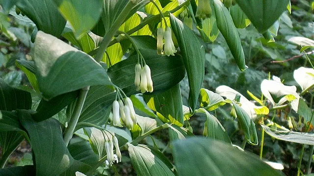 o29p8qj62dxm2burvy7in78pu salomonszegel