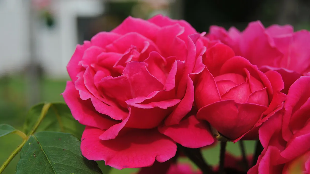 o8x1e0nw4e87ge5ypxd10zgq3 rozen red flowers 1846961280