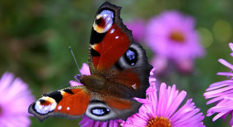 oco8yjf42tzlweqbhfp79sy8g dagpauwoogcc by sajandesmet