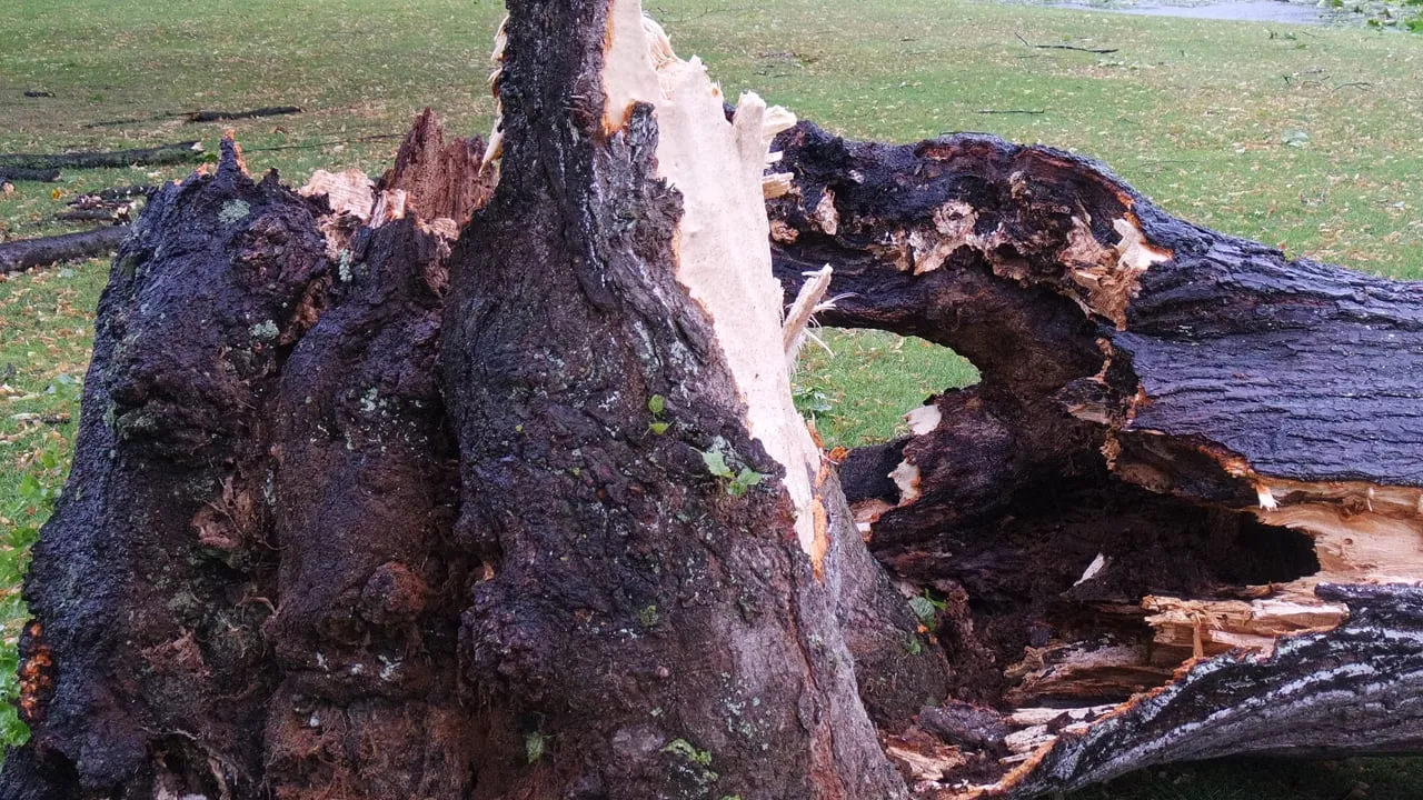 omgewaaide boom storm