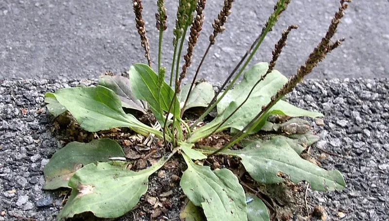 onkruid en onkruidbestrijdingsmiddelen