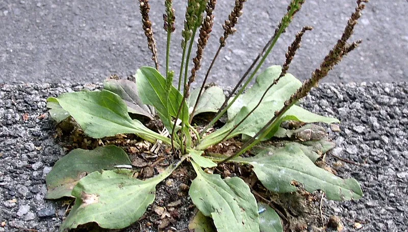 onkruid en onkruidbestrijdingsmiddelen