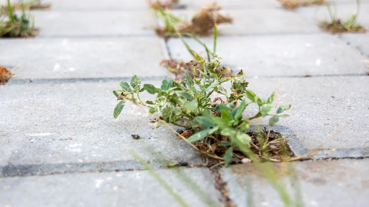 onkruid tussen de stoeptegels