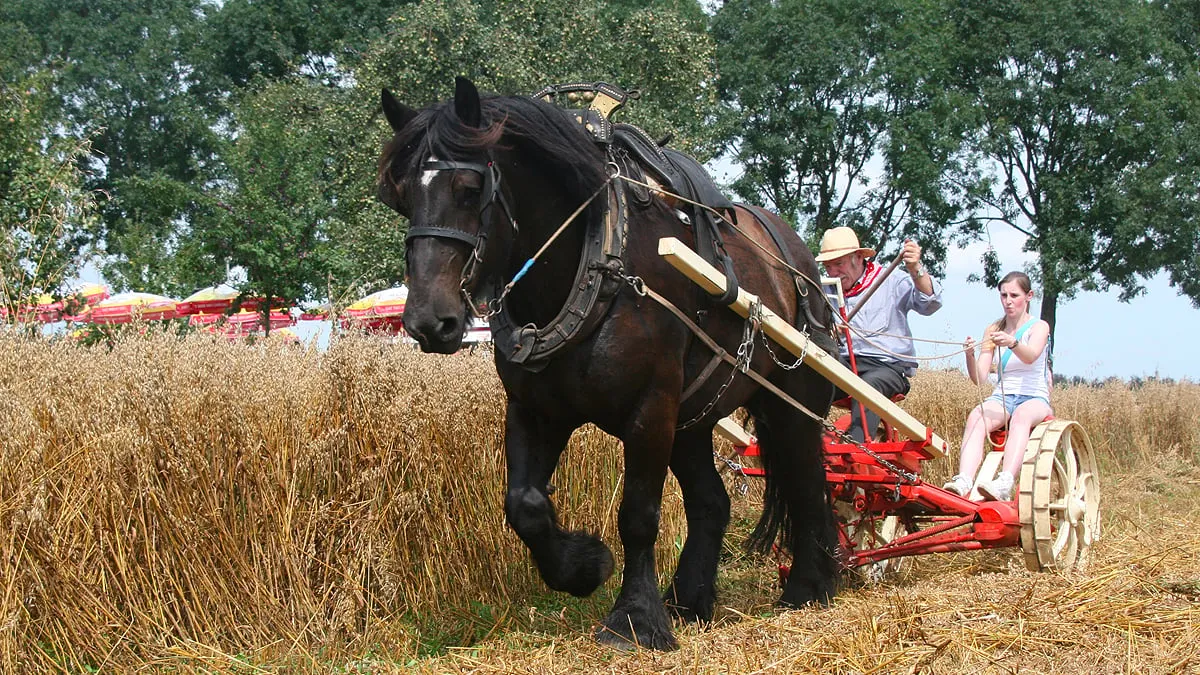 oogsten met trekpaard in einighausen tijdens oude ambachten