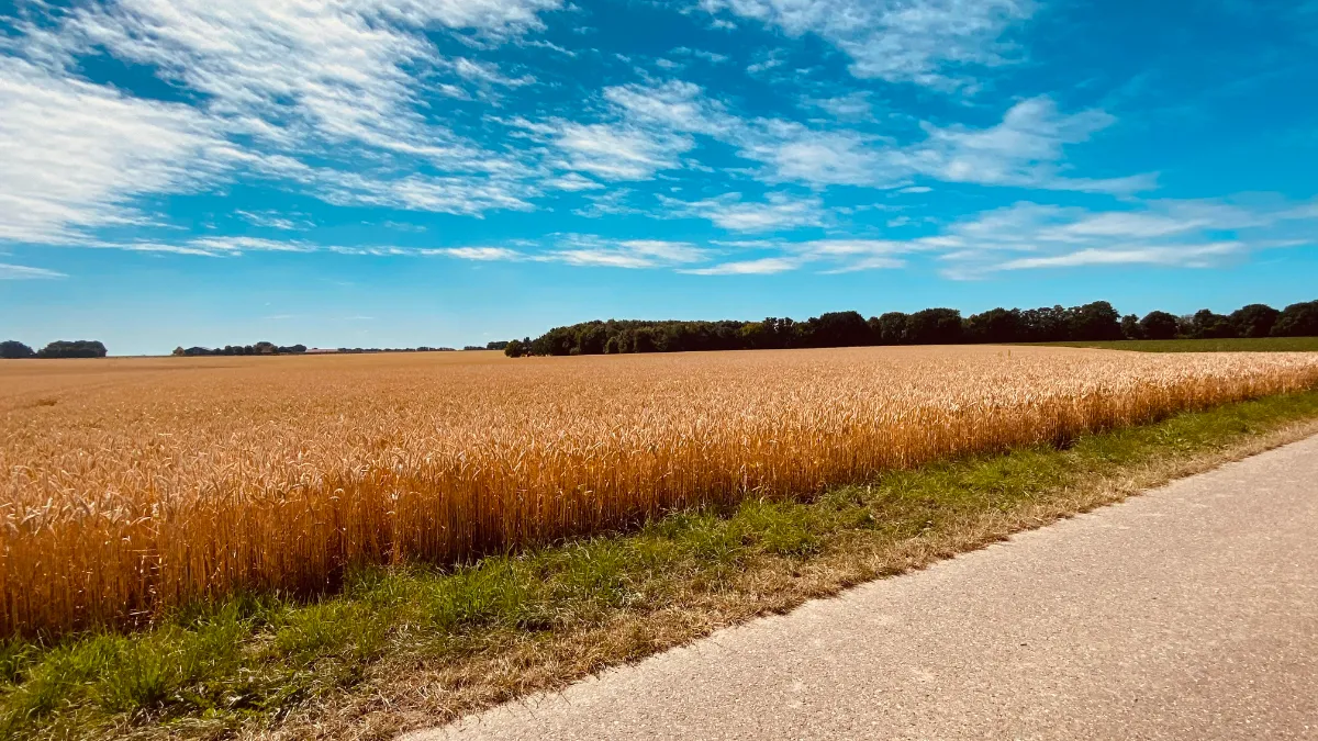 oogstrijp tarweveld aan hoddelslei