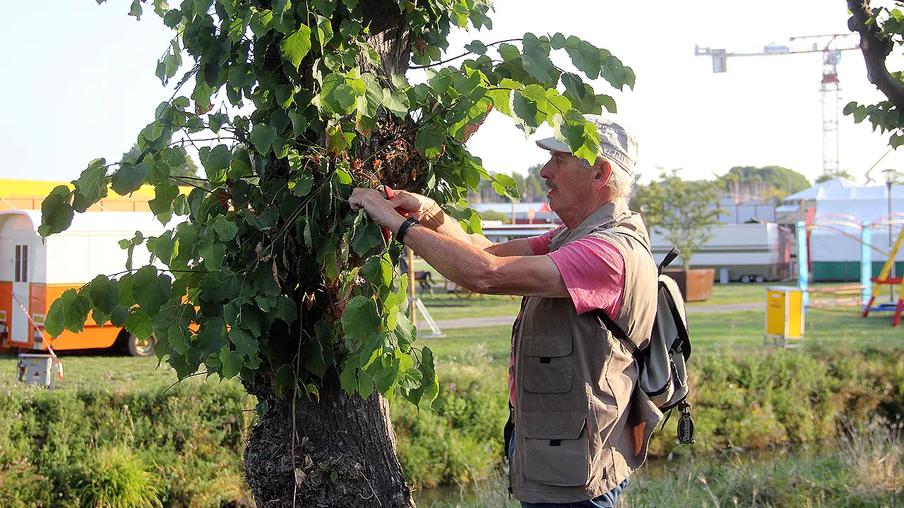 opschonen centrum verwijderen stambeschot lindebomen