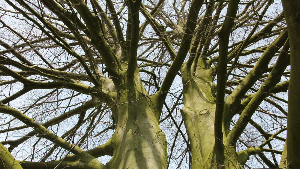 or7yx10550yadlseg71id68nm geheime tuinen 1 16 9