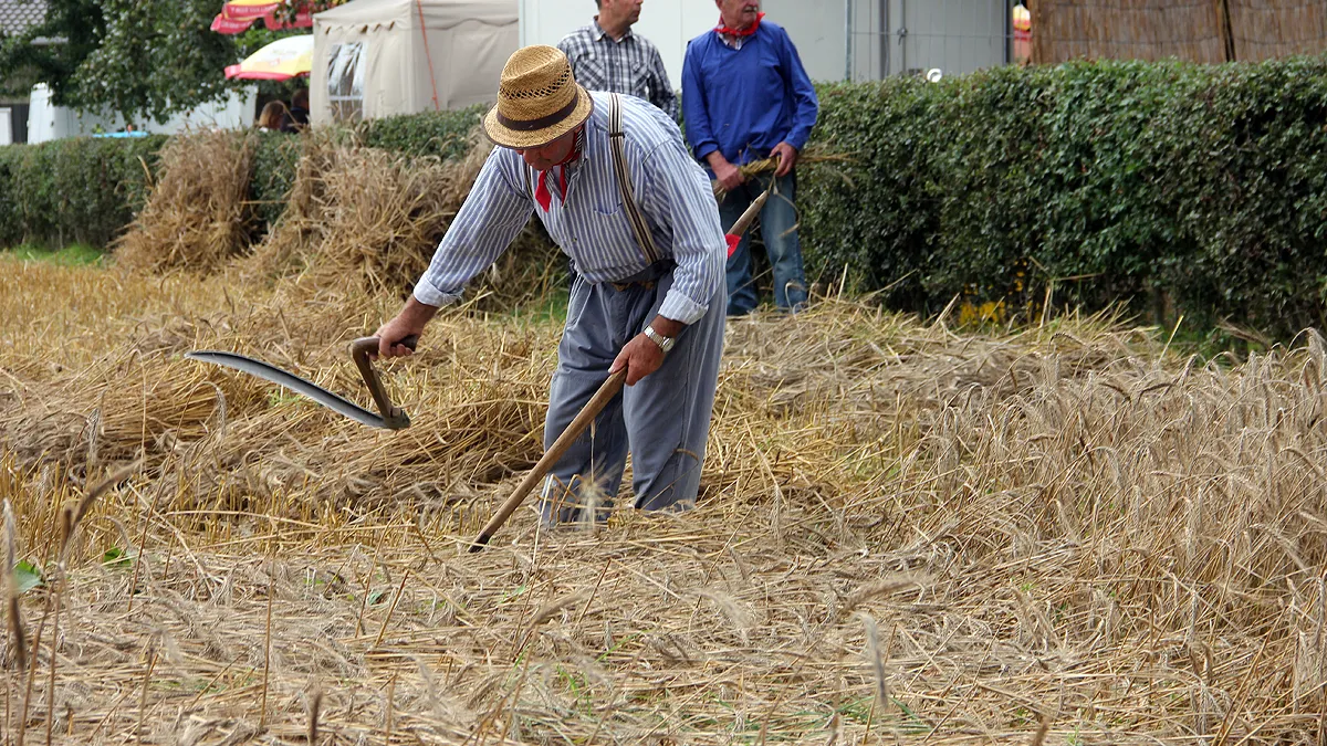 oude ambachten einighausen oogsten met de hand
