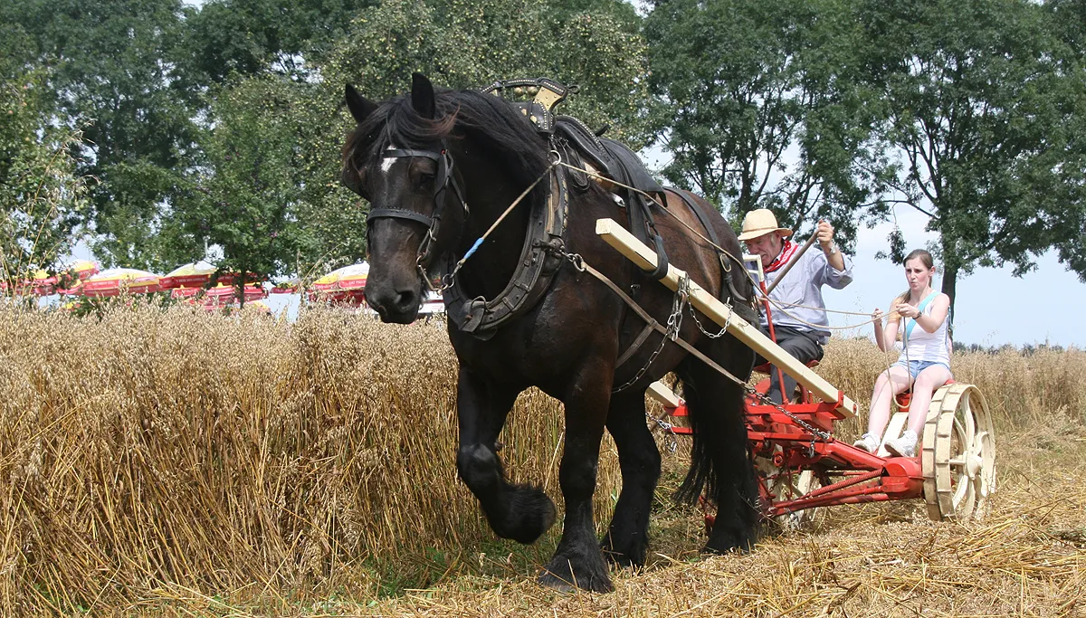 oude ambachten einighausen trekpaard
