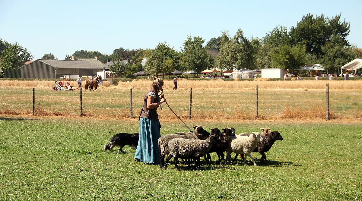 oude ambachten graanoogst en schapen hoeden1