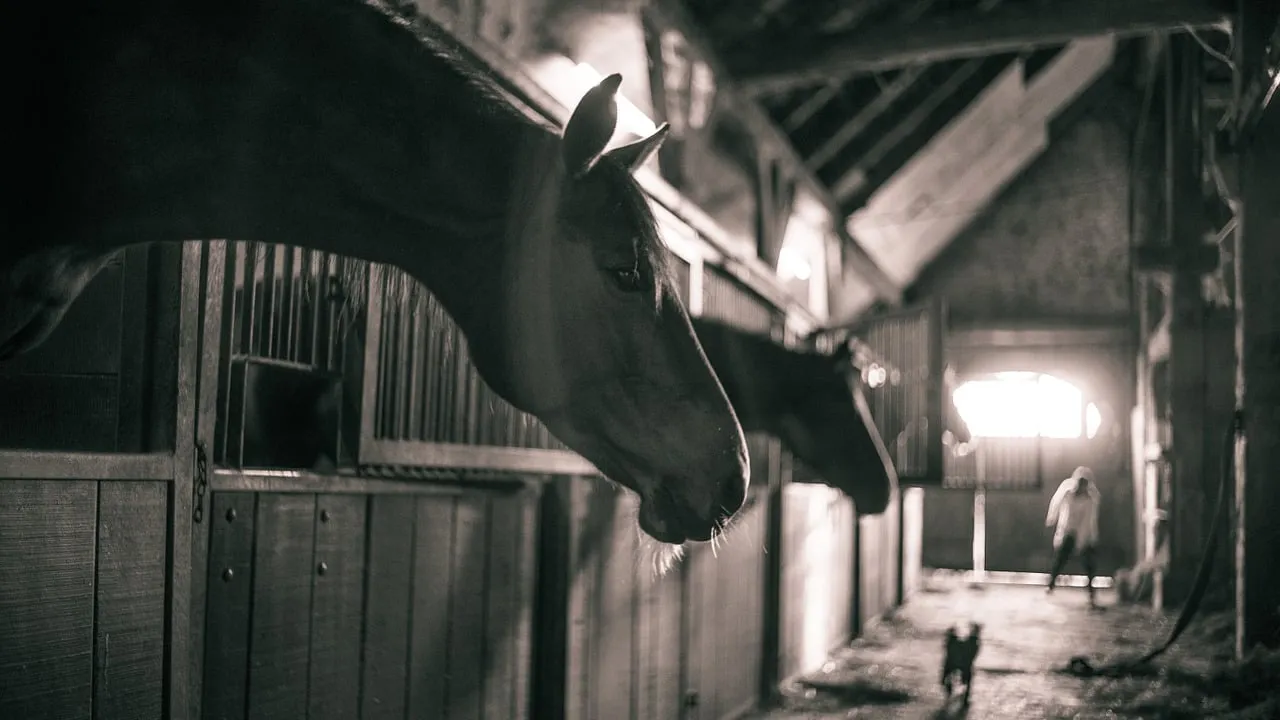 paarden paardenstal cc0 pixabay horses 786239 1280