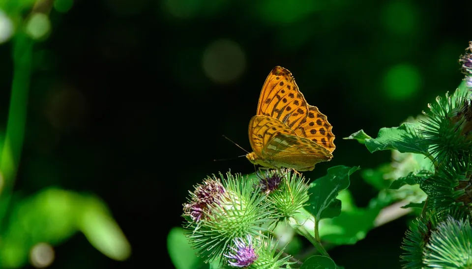 parelmoervlinder cc0 pixabay