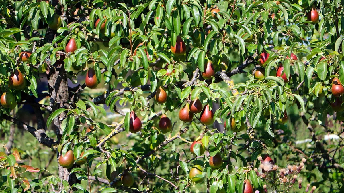 perenbomen