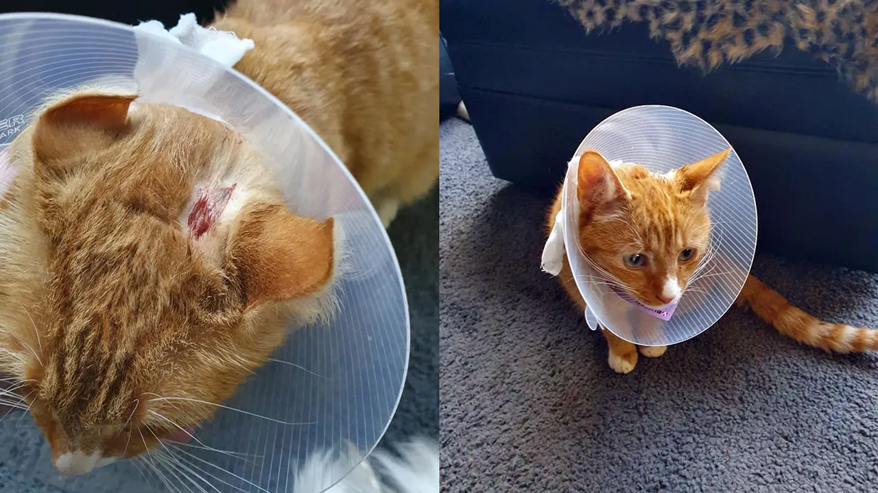 pickels gewond door luchtbukskogel