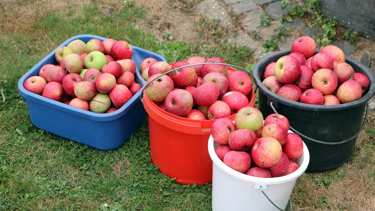 plok snoeicursus fruitwei broekstraat 4
