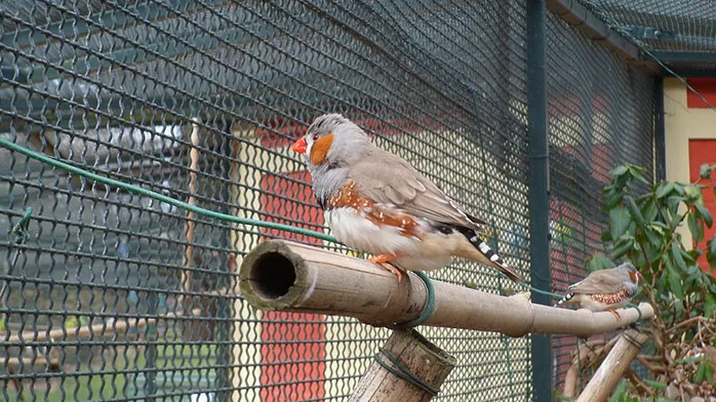 pm0qwv3vxws540k9o28gbe1q7 voliere