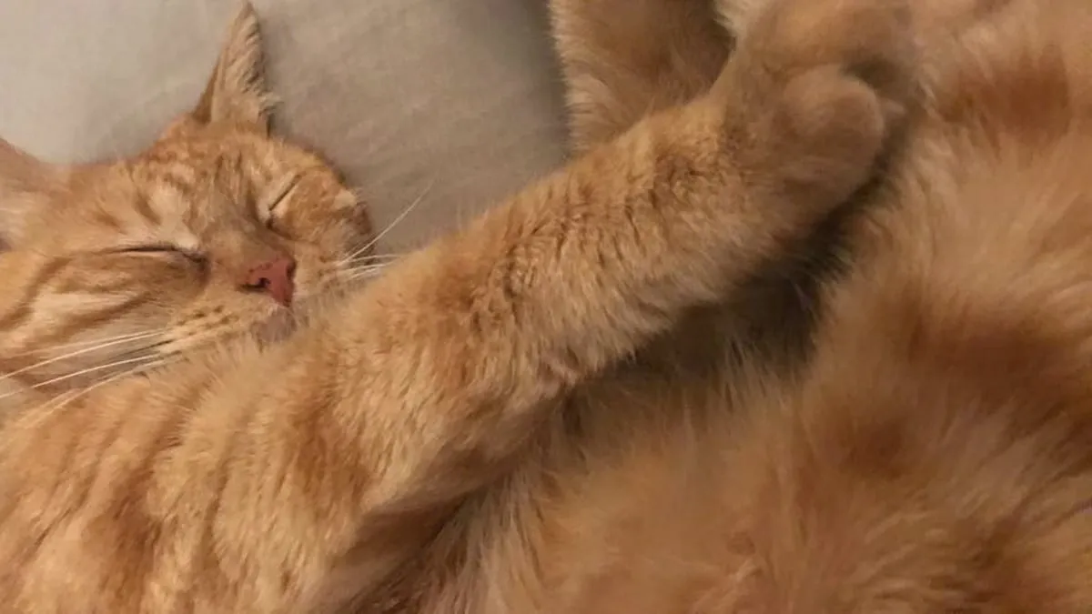 poes kat chippen