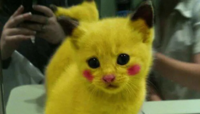 pokemongekte pikachu pi kat chu