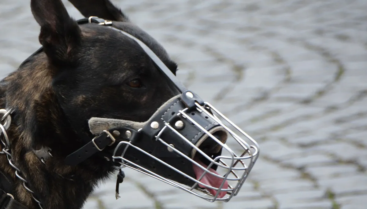 police 1321255 1920 politiehond met muilkorf cc0 via pixabay