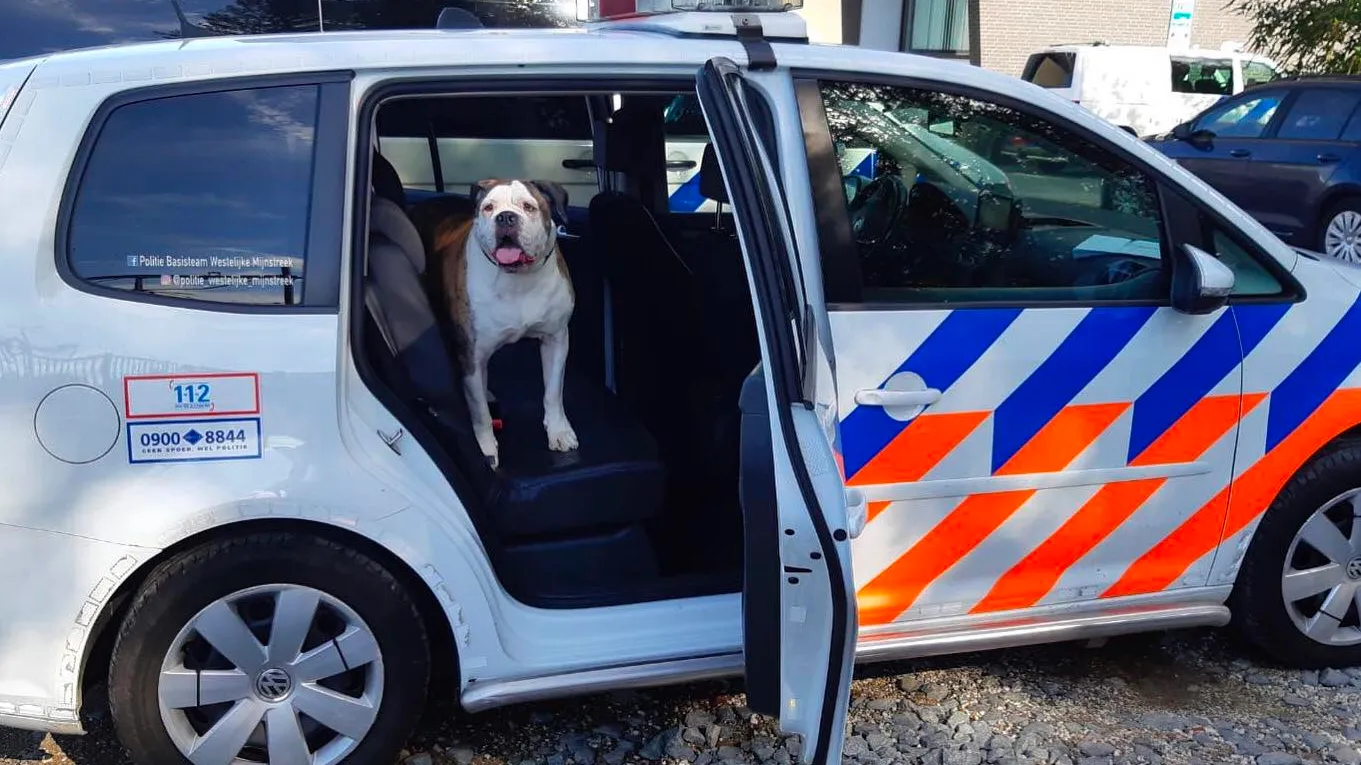 politie neemt hond in beslag in geleen
