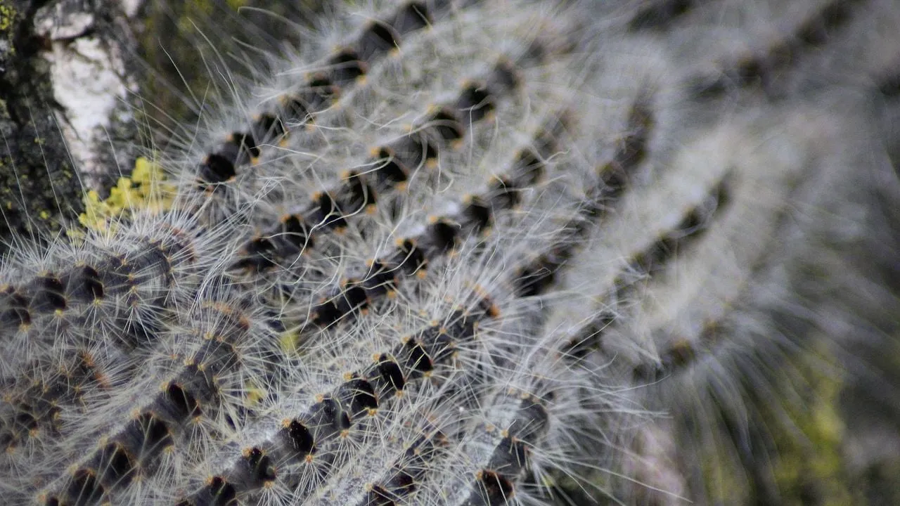 processierups kleuske cc by sa https creativecommonsorglicensesby sa30