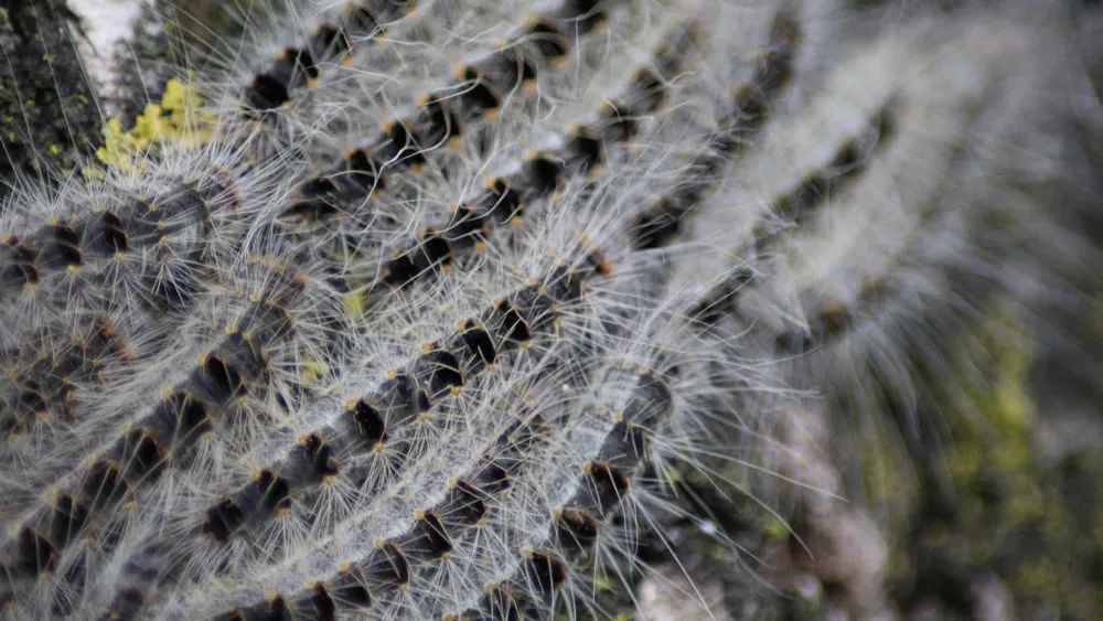 processierupsen kleuske cc by sa 3