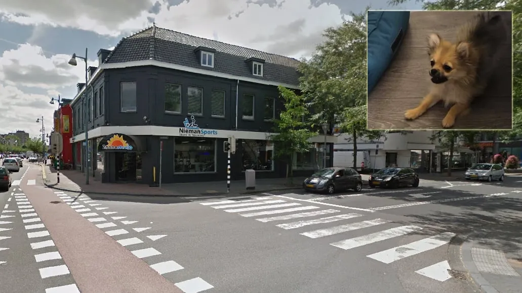 puppy overreden in geleen