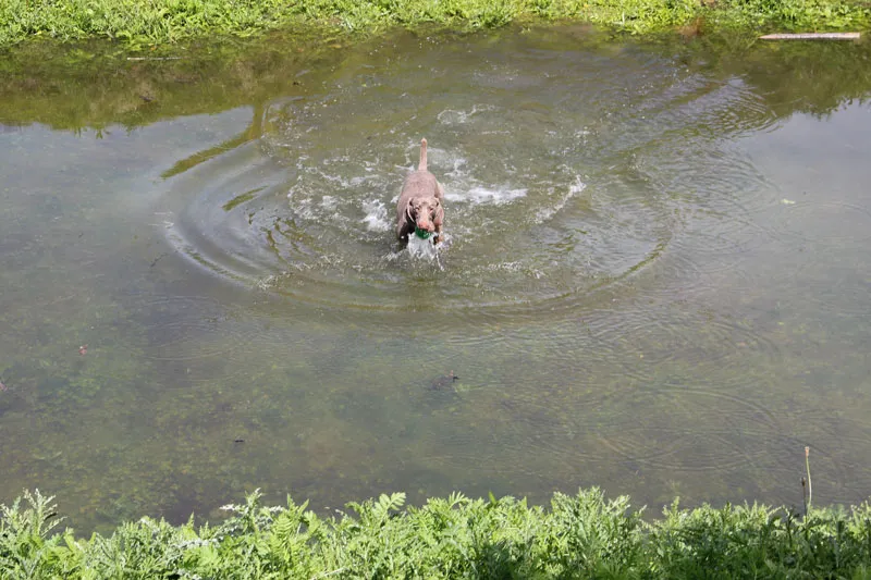 pwemn7nipe38dumx8ommpa76i 160462