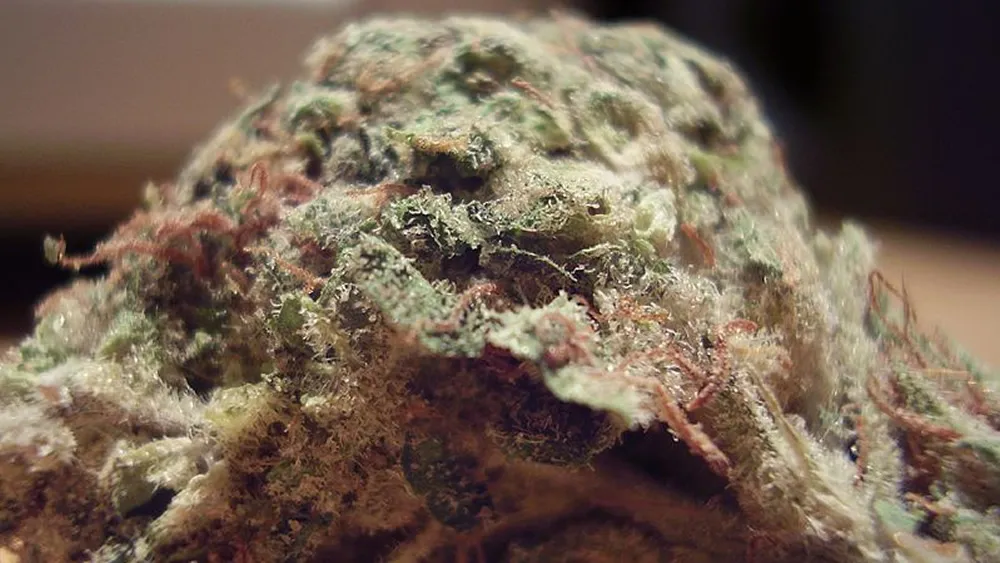 q6i64og9dppip5or4xvbltkfm gedroogde henneptop